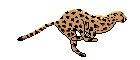 cheetah ani.gif (7232 bytes)