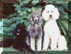 Anutta Standard Poodles