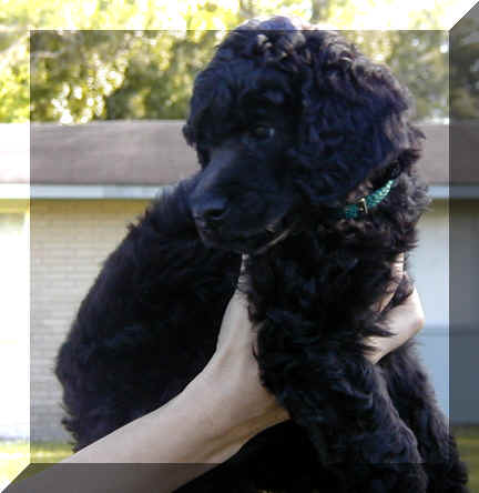 Aurora - Gineve's Standard Poodles