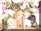 Lujaxs Poodles