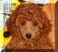 Simon Jr - Daisy Hill Poodles