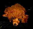 Rider's Lil Ms Orphan Annie - Patricia's Pampered Poodles