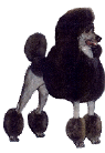 Passion Standard Poodles