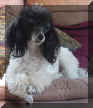 Eve - Sara Gessner - Pioneer Poodles