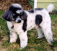 Gus - 