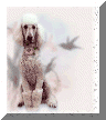 Ash's Mystical Poodles