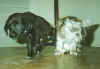 henry and kitten.jpg (17313 bytes)