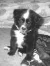 loki as a pup.jpg (28578 bytes)