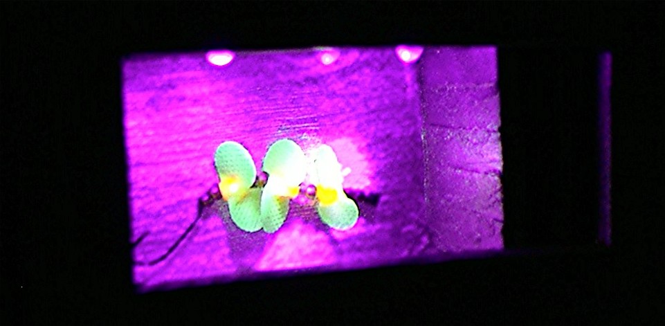 U V Lure Charger