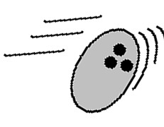Bowling Ball