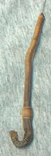 Freeze dried night crawler