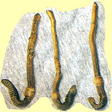 Freeze Dried Nightcrawlers