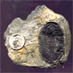 Trilobite