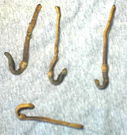 Freeze dried Night Crawlers