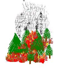 wild fire