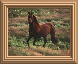 Wyld Filly