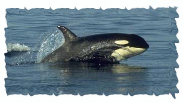 Baby Orca porpises in the San Juans