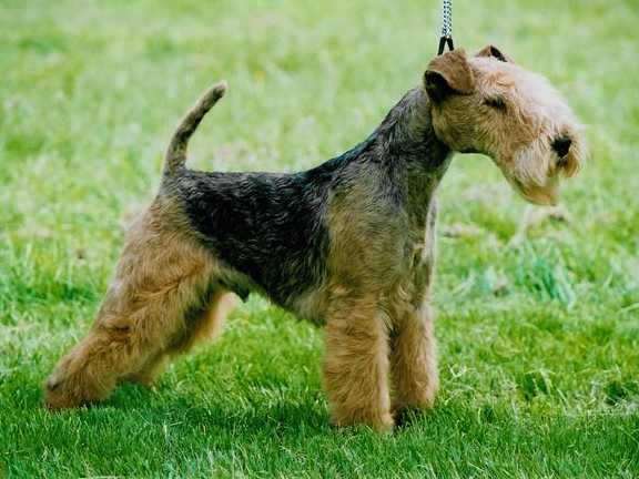 Ch. Wyndam Aces High 10 months old