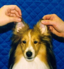 ear1.jpg (39067 bytes)