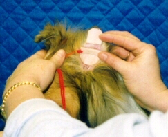 ear2.jpg (41589 bytes)