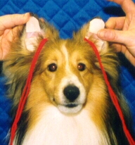 ear3.jpg (36045 bytes)