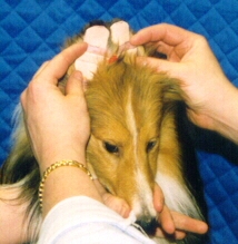 ear4.jpg (41948 bytes)