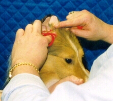 ear6.jpg (36213 bytes)