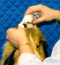 ear7.jpg (38330 bytes)