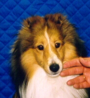 ear8.jpg (31447 bytes)