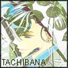Tachibana