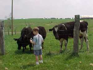 Youngsters enjoy feeding apples to the cows at the Poor Farm.