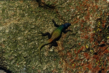 Lizard