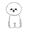 Dancing Bichon!