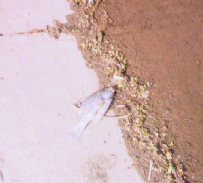 DEAD FISH!