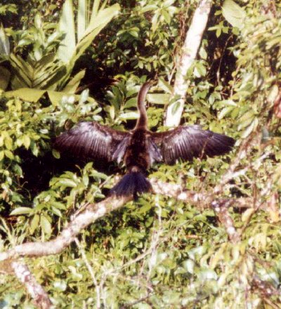 Cormoran secando su plumaje