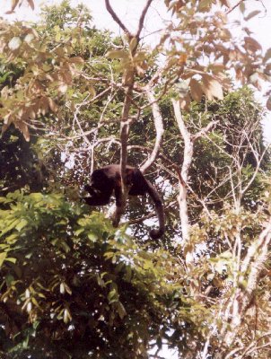 Monos sobre ti