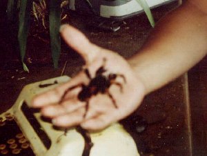 Araas...