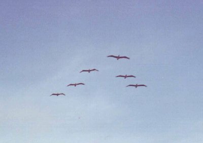 Volando en formacin