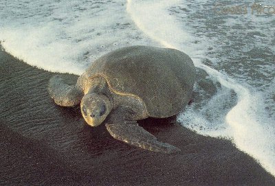 Tortuga blanca en la playa de Tortuguero