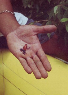 ranas venenosas