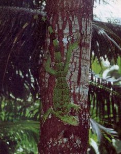 Iguana