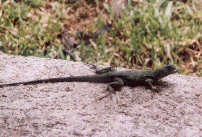 Iguana