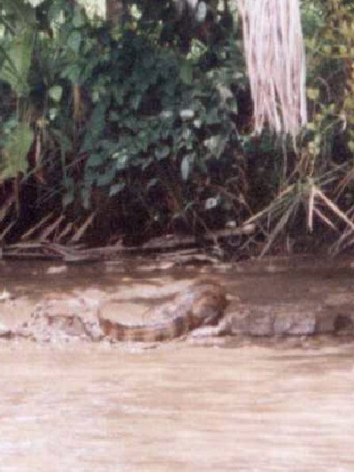 Un caiman en la orilla