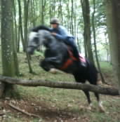 My Horses
