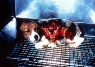 Animal Rights