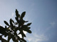 Branches2.jpg (800x600)