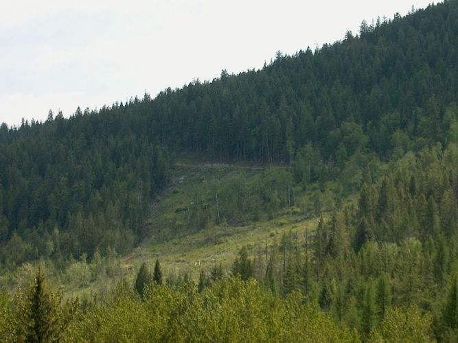 Stop clear cuts now!
