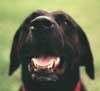 Toaster, the fastest fetching dog in the west