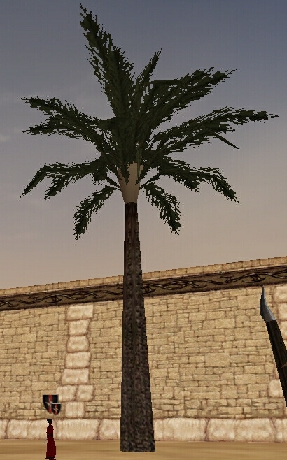 Coconut Palm, treasure of the Irekei, producing timber, rope, twine, shells, food, oil, milk and cream.