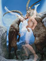 Goats